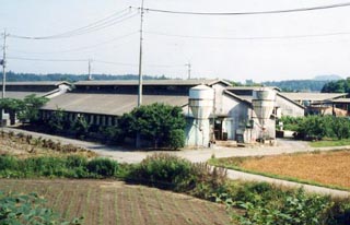 荒川の畔にある養豚場です。飼育は、時間をおしまず丹精込めておこないます。